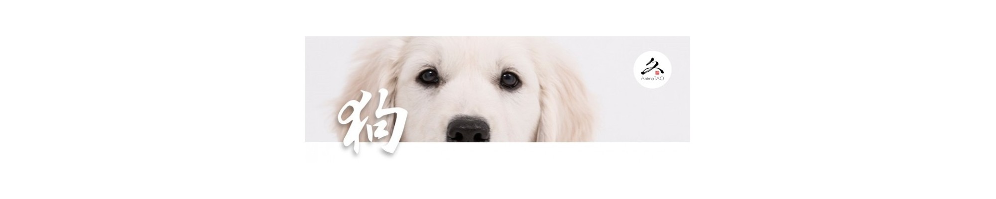 La tradition chinoise pour le bien-être des chiens