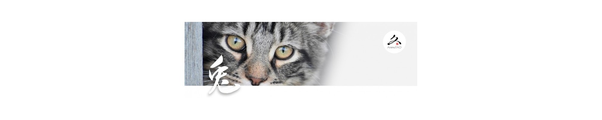 Soin et bien-être des chats avec la tradition chinoise.