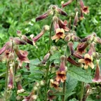 Rehmannia (Dì Huáng)