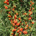 Goji (Gǒu Qǐ)
