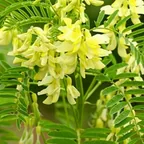 Astragale (Huáng Qí)